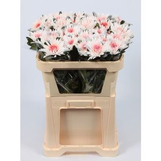 хризантема одноголовая Anastasia Marshmellow Orange