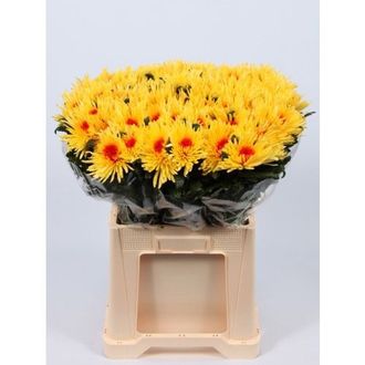 хризантема одноголовая Anastasia Sunny Bulls Eye Red