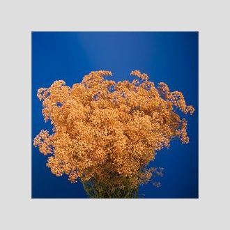 гипсофила крашенная персиковая