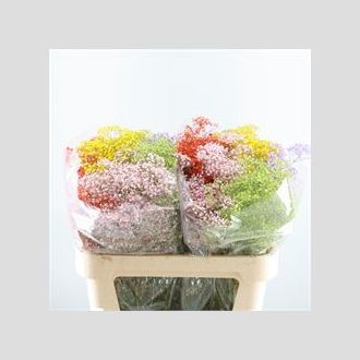 гипсофила крашенная радуга МИКС