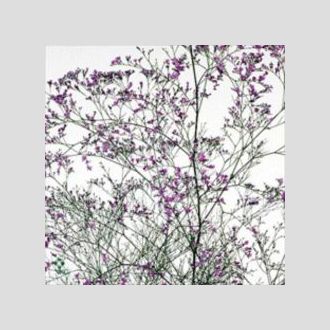 лимониум Dyed Black