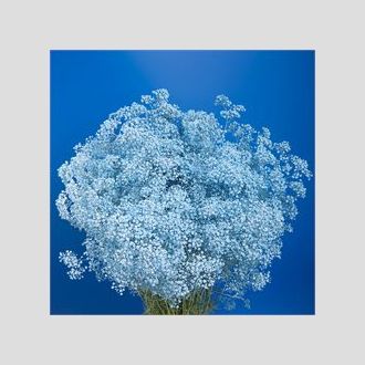 гипсофила крашенная бледно-синяя