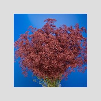 гипсофила крашенная бордовая