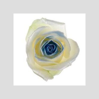 роза Avalanche+ Blue Satin Look