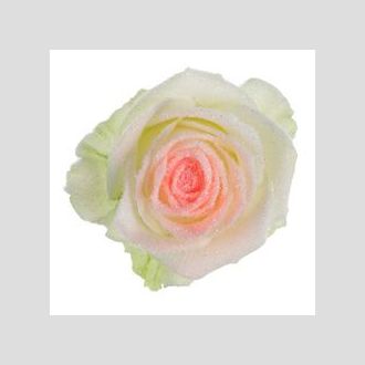 роза Avalanche+ Orange Snowy Mountain Look