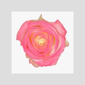 роза Avalanche+ Pink Marhmallow Look