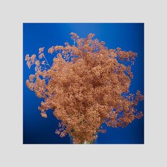 гипсофила крашенная бронзовая