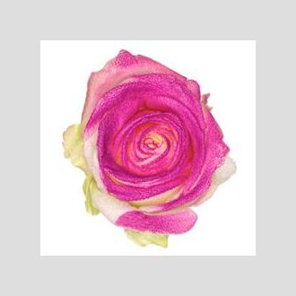 роза Avalanche+ Purple Marshmallow Look