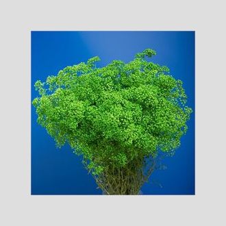 гипсофила крашенная зелёная