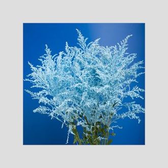 солидаго крашенное бледое синее