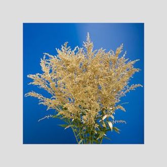 солидаго крашенное золотое