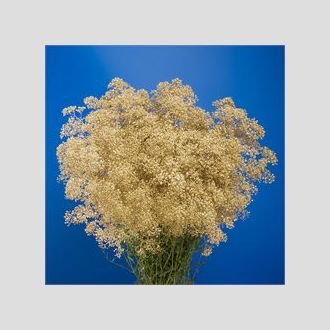 гипсофила крашенная золотая