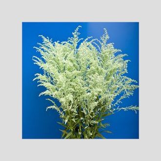 солидаго крашенное мятное зелёное