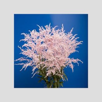 солидаго крашенное розовое