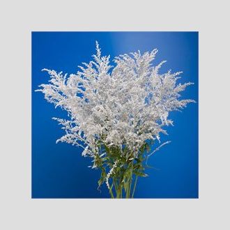 солидаго крашенное серебряное