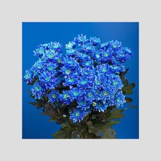 хризантема Euro Dyed Blue