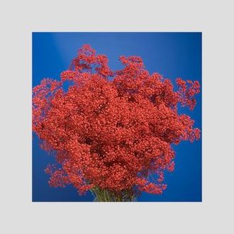 гипсофила крашенная красная