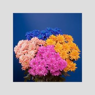 хризантема Euro Dyed Mix