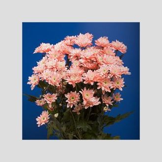 хризантема Euro Dyed Pink