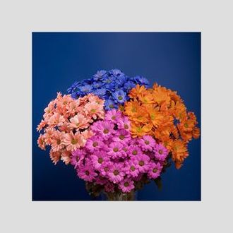 хризантема Reagan Dyed Mix