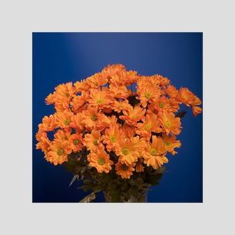 хризантема Reagan Dyed Orange