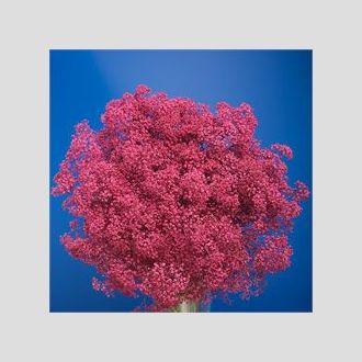 гипсофила крашенная малиновая