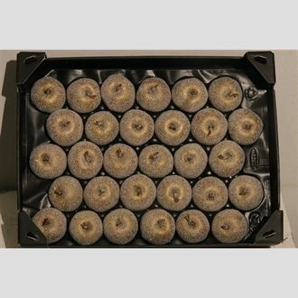 яблоко в парафине с сахаром золото