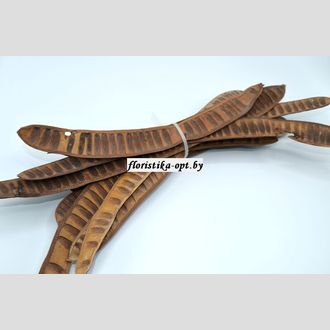 Стручки акации гигантской