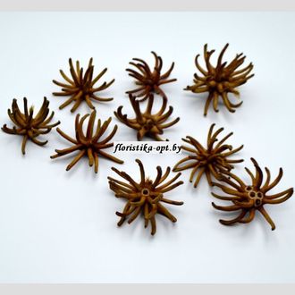 Сухоцвет морской паук (spidergym)