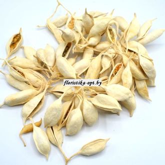 Брахихитон плоды белые сухоцвет