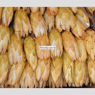 Артишоки длинные 5 шт