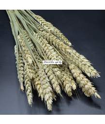 Колоски пшеничные, тритикум, пшеница