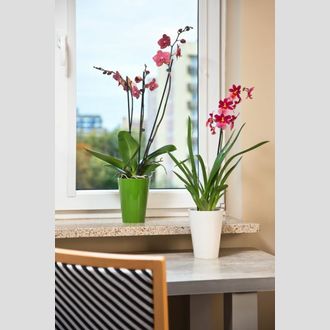 Вазон (пластик) Lamela Lilia орхидея