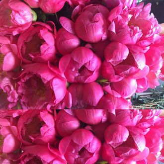 Пионы Coral Sharm