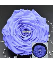 Роза стабилизированная Waira (h 7.5 cm, d 11.5 cm)