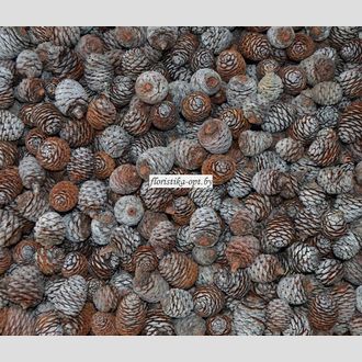 Шишки мурри