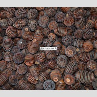 Шишки экзотические