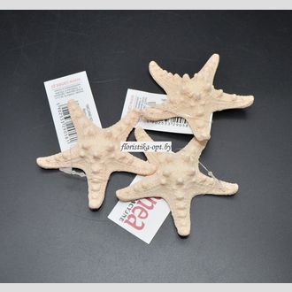 Звезда морская