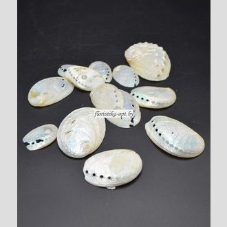 Ракушки перламутровые набор
