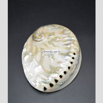 Ракушки перламутровые плоские