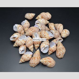 Ракушки морские M126 pura muttai